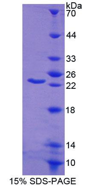 Mouse Recombinant ATP Binding Cassette Transporter A9 (ABCA9)