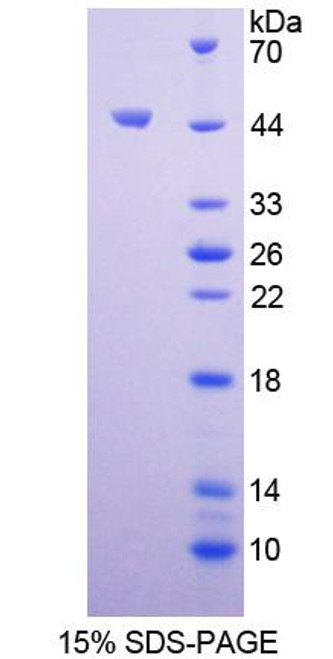 Mouse Recombinant Insulin Like Protein 5 (INSL5)