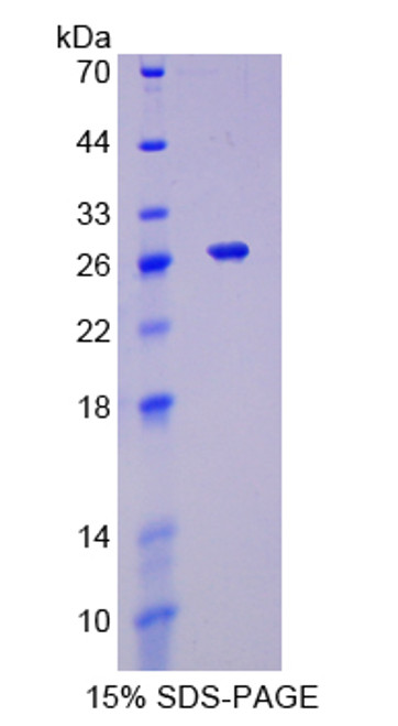 Mouse Recombinant Tumor Necrosis Factor Ligand Superfamily, Member 9 (TNFSF9)