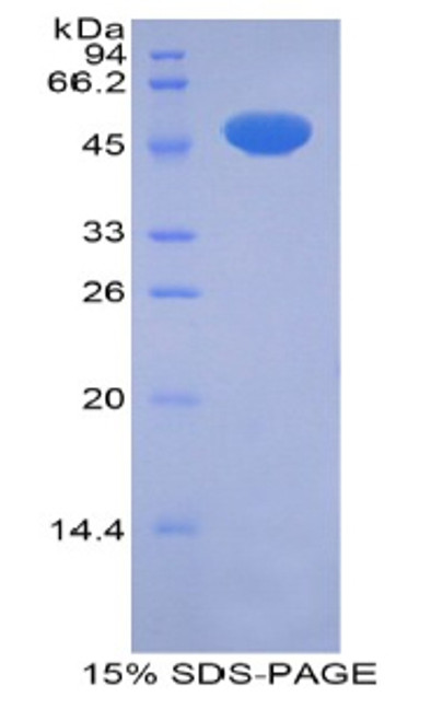 Rat Recombinant Pregnane X Receptor (PXR)