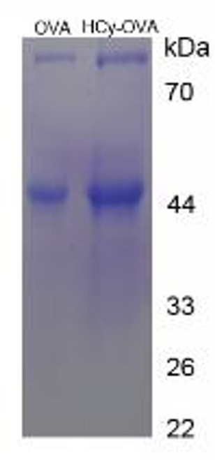 OVA Conjugated Homocysteine (HCy)