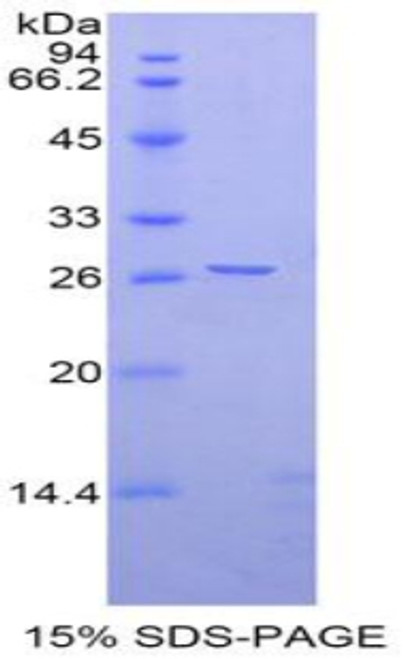 Rat Recombinant Ephrin A4 (EFNA4)