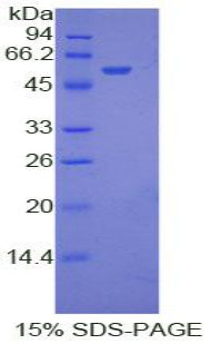 Rat Recombinant Ephrin A4 (EFNA4)