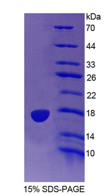 Mouse Recombinant Indoleamine-2,3-Dioxygenase 2 (IDO2)