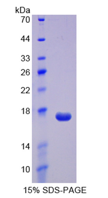 Rat Recombinant Regenerating Islet Derived Protein 3 Alpha (REG3a)