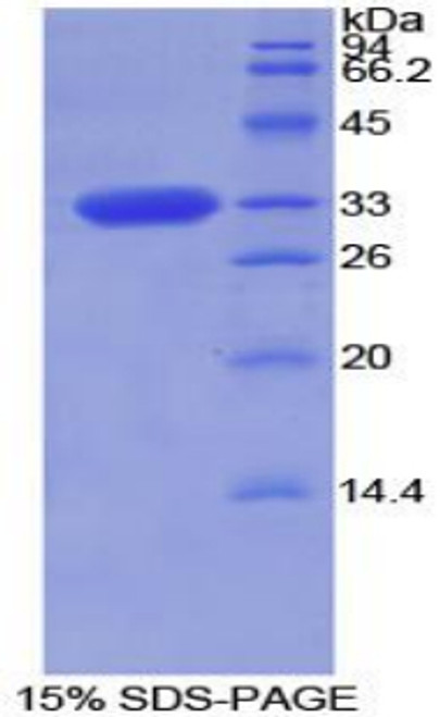 Rat Recombinant Torsin 2A (TOR2A)