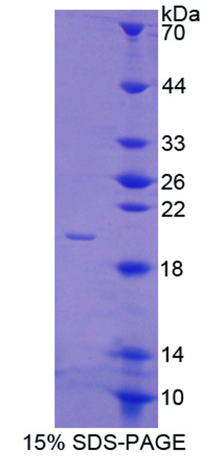 Cattle Recombinant Annexin A4 (ANXA4)