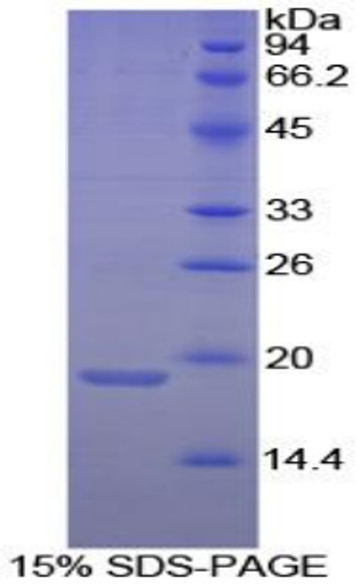 Dog Recombinant Annexin A4 (ANXA4)