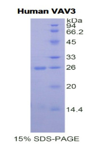 Human Recombinant Vav 3 Oncogene (VAV3)
