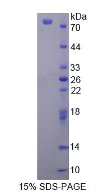 Human Recombinant Bromodomain Containing Protein 1 (BRD1)