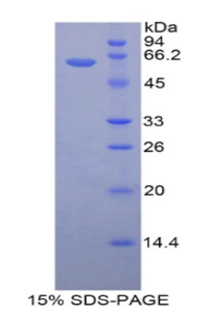 Mouse Recombinant 17-Beta-Hydroxysteroid Dehydrogenase Type 12 (HSD17b12)