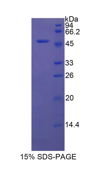 Rat Recombinant Protease, Serine 8 (PRSS8)