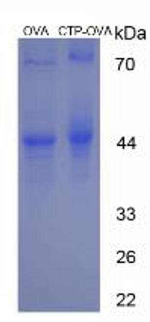 OVA Conjugated Cytidine Triphosphate (CTP)