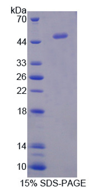 Mouse Recombinant Interferon Alpha 5 (IFNa5)