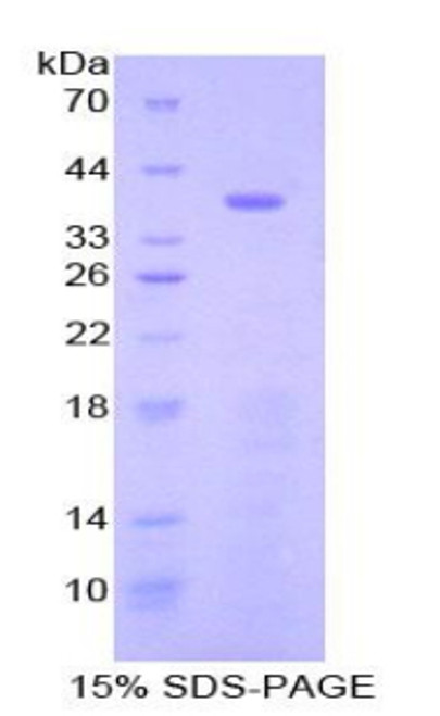 Mouse Recombinant Signal Transducing Adaptor Protein 1 (STAP1)