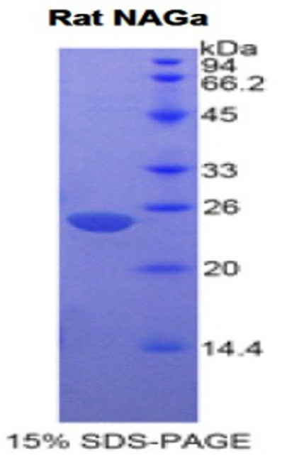 Rat Recombinant N-Acetylgalactosaminidase Alpha (NAGa)