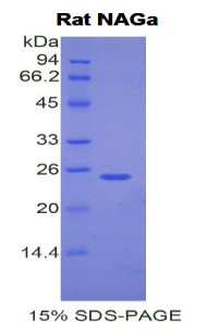 Rat Recombinant N-Acetylgalactosaminidase Alpha (NAGa)