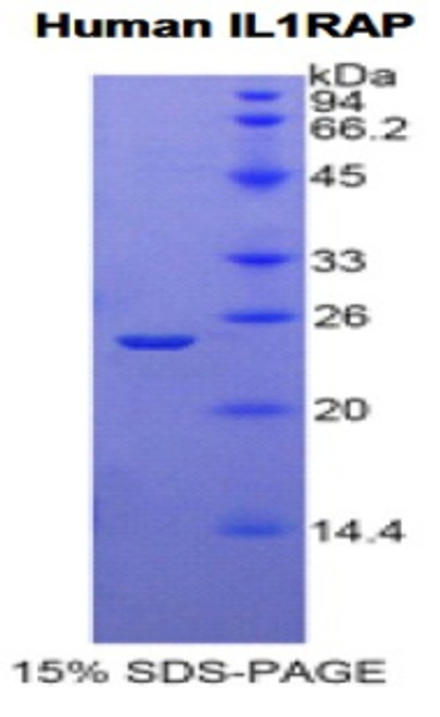 Human Recombinant Interleukin 1 Receptor Accessory Protein (IL1RAP)