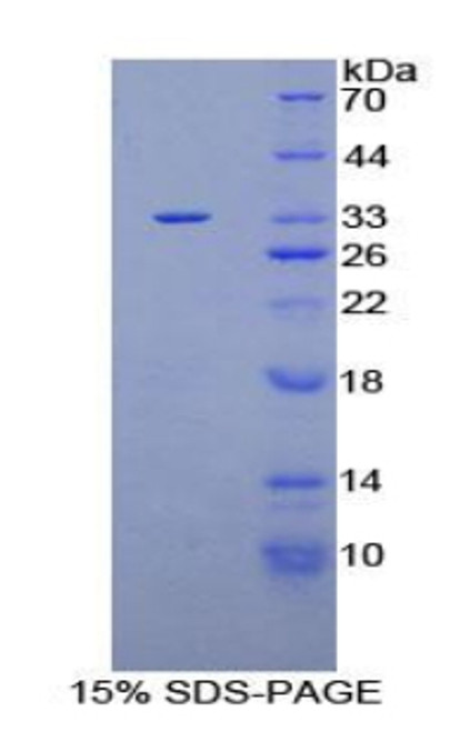 Human Recombinant Pleckstrin Homology Domain Containing Family A, Member 1 (PLEKHA1)