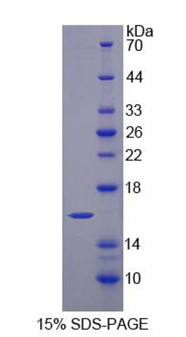 Mouse Recombinant Histidine Triad Nucleotide Binding Protein 2 (HINT2)