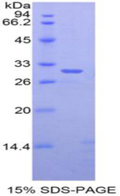 Rat Recombinant GRB2 Related Adaptor Protein 2 (GRAP2)