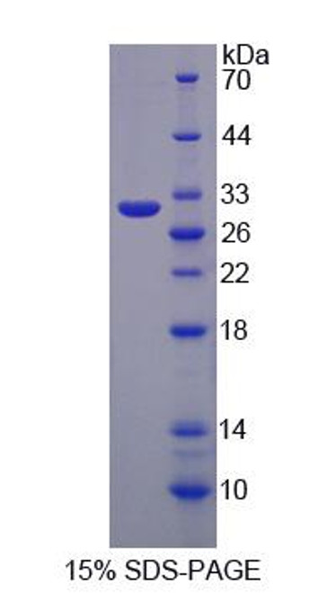 Rat Recombinant Glycoprotein A33 (GPA33)