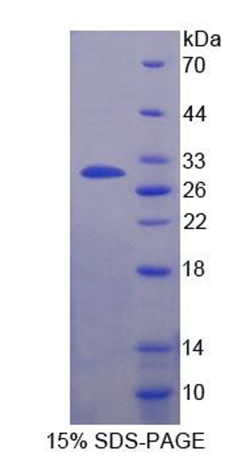 Cattle Recombinant Casein Alpha (CSN1)