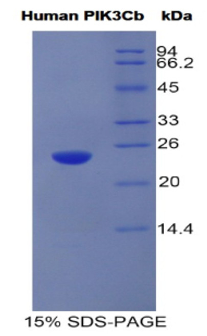 Human Recombinant Phosphoinositide-3-Kinase Catalytic Beta Polypeptide (PIK3Cb)