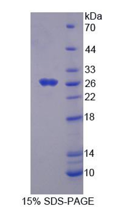 Mouse Recombinant Fas Associating Death Domain Containing Protein (FADD)