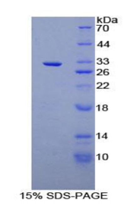 Rat Recombinant O-Fucosylpeptide-3-Beta-N-Acetylglucosaminyltransferase (RFNG)