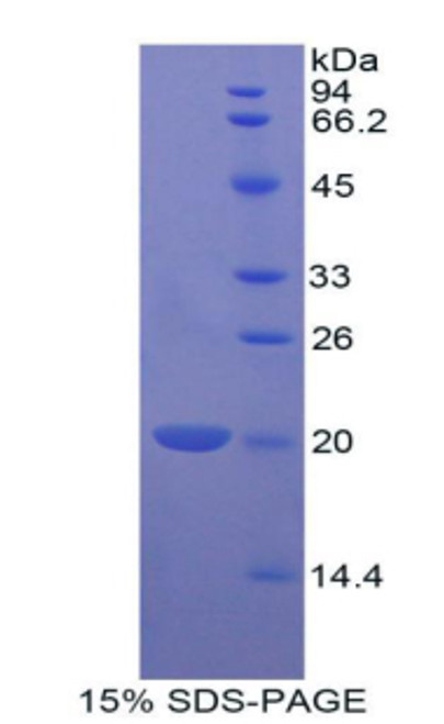 Dog Recombinant B-Cell CLL/Lymphoma 2 Like Protein 2 (Bcl2L2)