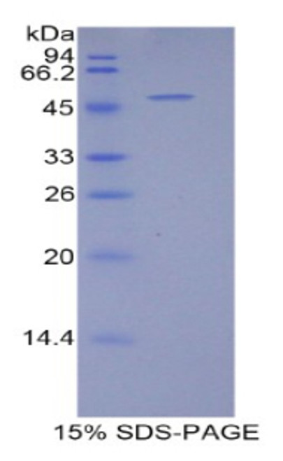 Human Recombinant B-Cell CLL/Lymphoma 2 Like Protein 2 (Bcl2L2)