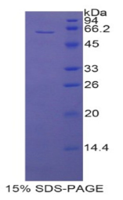 Rat Recombinant CD5 Antigen Like Protein (CD5L)
