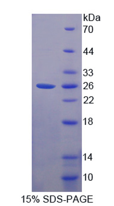 Human Recombinant Family With Sequence Similarity 3, Member C (FAM3C)