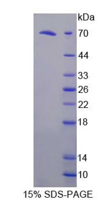 Mouse Recombinant FK506 Binding Protein Like Protein (FKBPL)