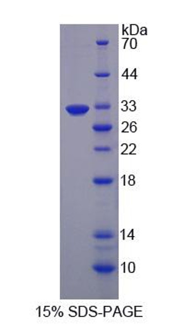 Mouse Recombinant EGF Like Domain Protein, Multiple 7 (EGFL7)