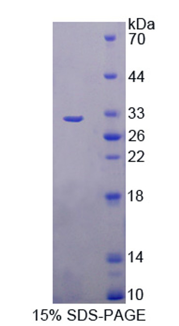 Rat Recombinant Beta-1,3-N-Acetylglucosaminyltransferase Manic Fringe (MFNG)