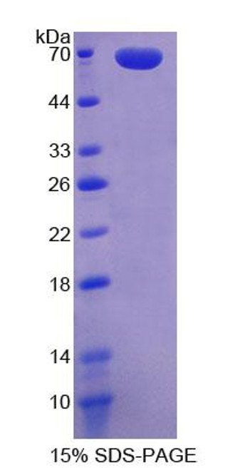 Human Recombinant Wingless Type MMTV Integration Site Family, Member 2B (WNT2B)