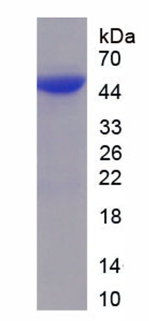 Human Recombinant Period Circadian Protein 1 (PER1)