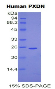 Human Recombinant Peroxidasin Homolog (PXDN)