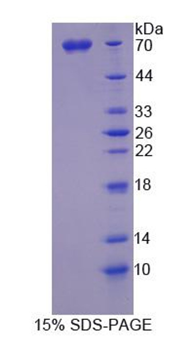 Human Recombinant SPARC Like Protein 1 (SPARCL1)