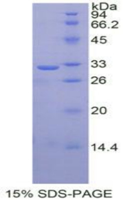 Human Recombinant Tomoregulin 1 (TR1)