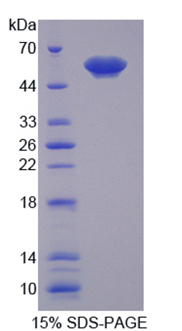 Mouse Recombinant Tomoregulin 1 (TR1)