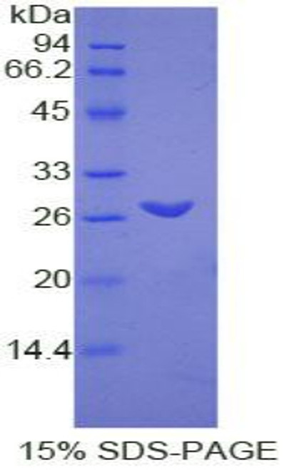 Rat Recombinant Transmembrane Protein 173 (TMEM173)