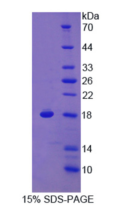 Human Recombinant Response Gene To Complement 32 (RGC32)