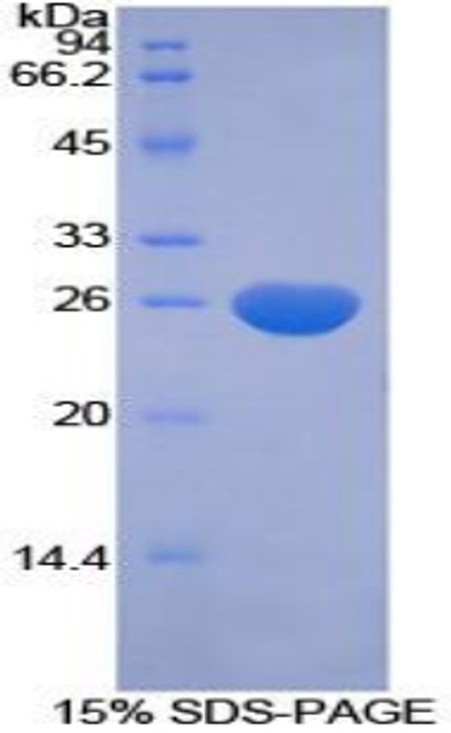 Human Recombinant Cripto, FRL1, Cryptic Family 1 (CFC1)