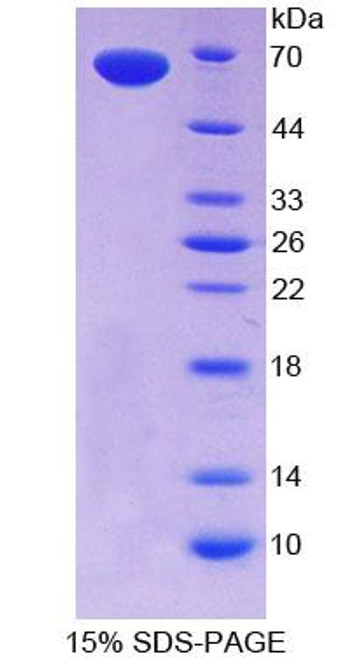 Human Recombinant C-Type Lectin Domain Family 11, Member A (CLEC11A)