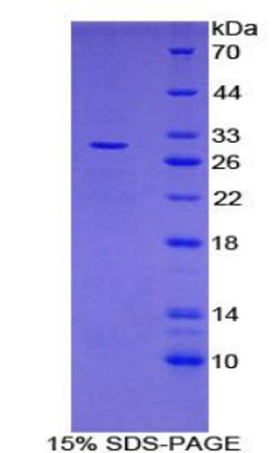 Mouse Recombinant Leucine Rich Repeat Containing Protein 32 (LRRC32)