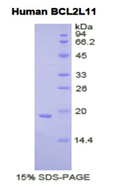 Human Recombinant Bcl2 Like Protein 11 (BCL2L11)