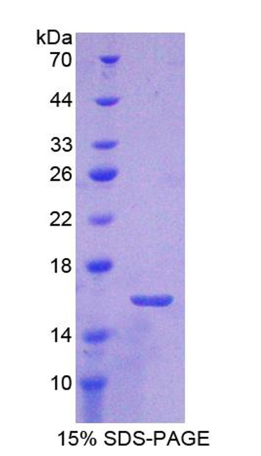 Rat Recombinant Coupling Factor 6 (CF6)